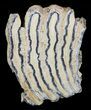 Mammoth Molar Slice With Case - South Carolina #58315-1